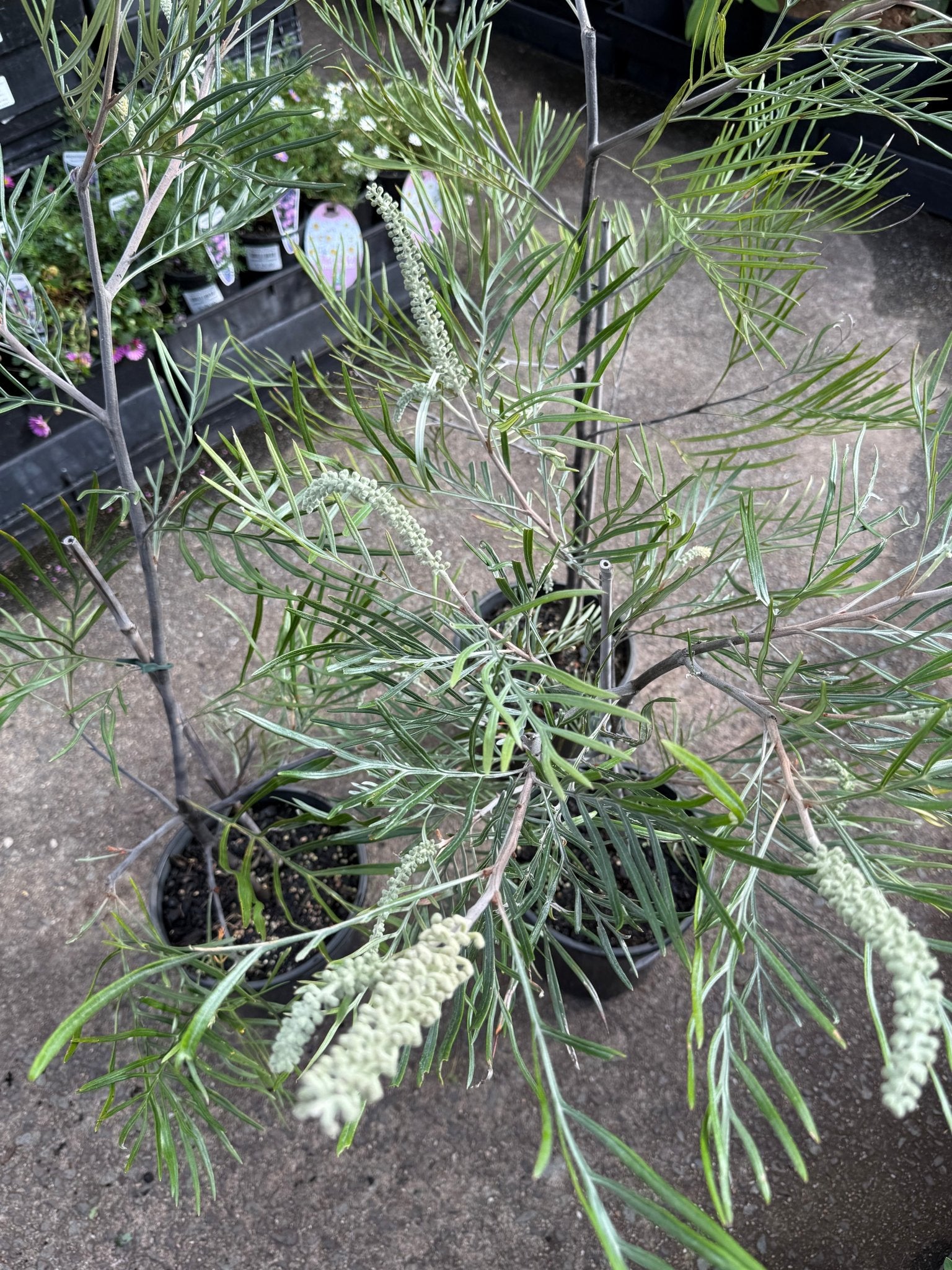 Grevillea 'Bush Lemons' - Large - Ladybird Nursery