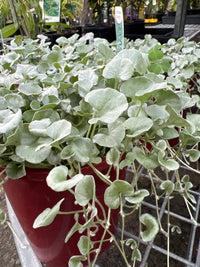 Dichondra ‘Silver Falls’ (Dichondra argentea) - Ladybird Nursery