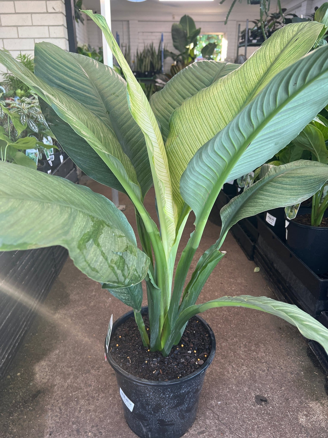 Variegated Peace Lily 'Sensation' - Advanced (PICKUP ONLY) - Ladybird Nursery
