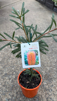 Dwarf Banksia 'Honey Pots' - Ladybird Nursery