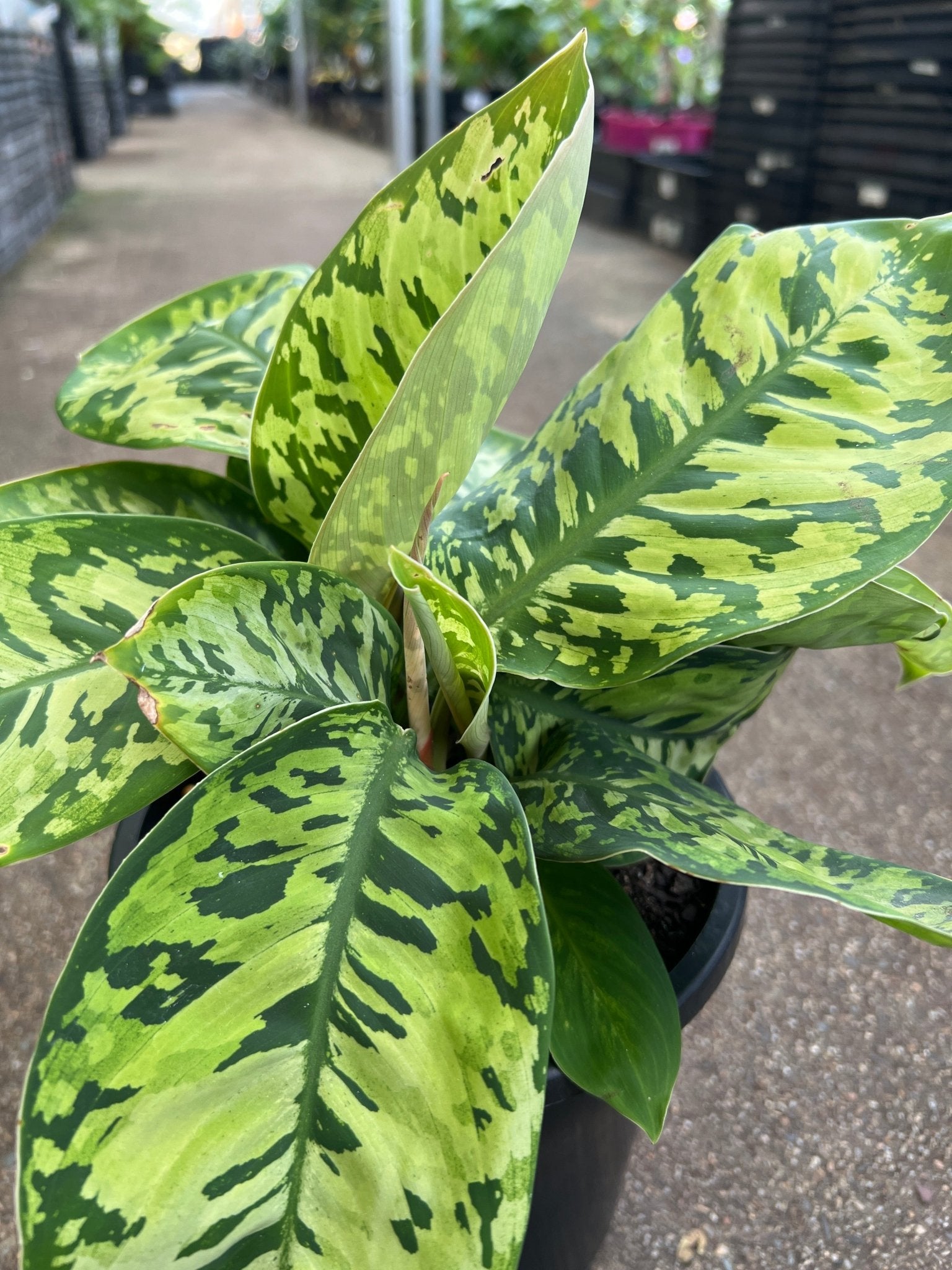 Homalomena 'Camouflage' - Large - Ladybird Nursery