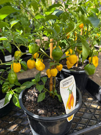Chilli 'Lemon Drop' - Ladybird Nursery