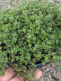 Thyme 'Creeping' (Thymus praecox) - Ladybird Nursery