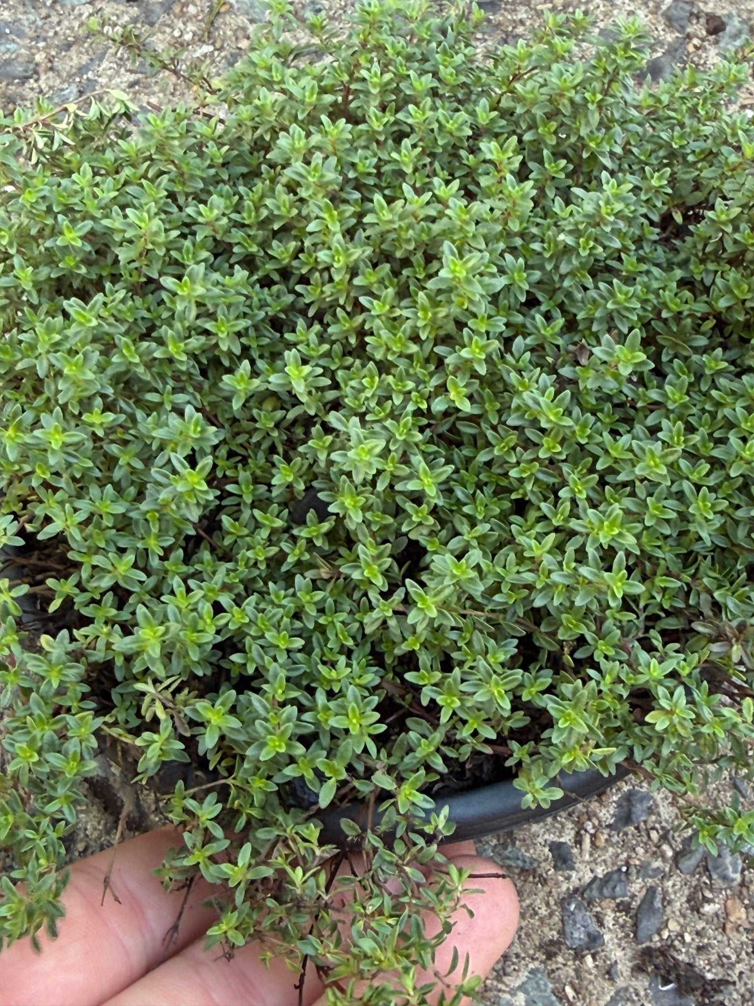 Thyme 'Creeping' (Thymus praecox) - Ladybird Nursery