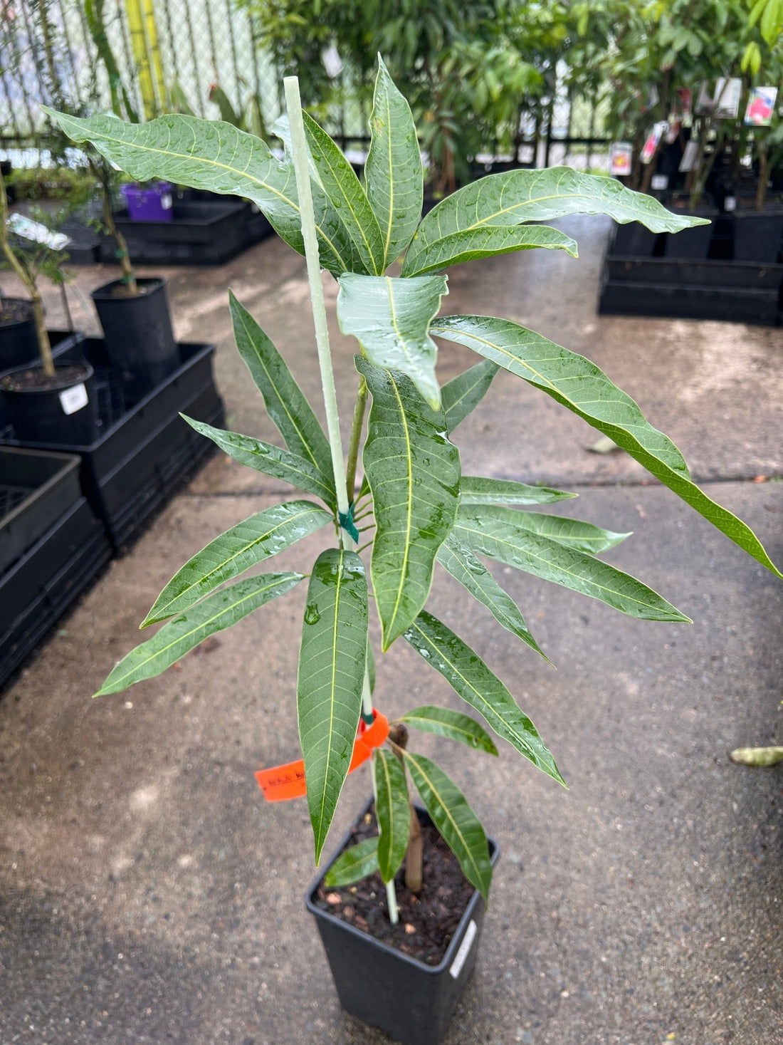 Mango 'Mallika' - Ladybird Nursery