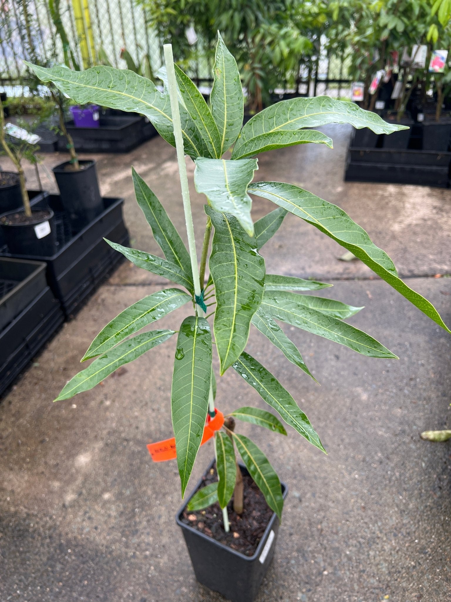 Mango 'Mallika' - Ladybird Nursery