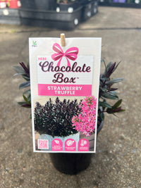 Hebe Chocolate Box ‘Strawberry Truffle’