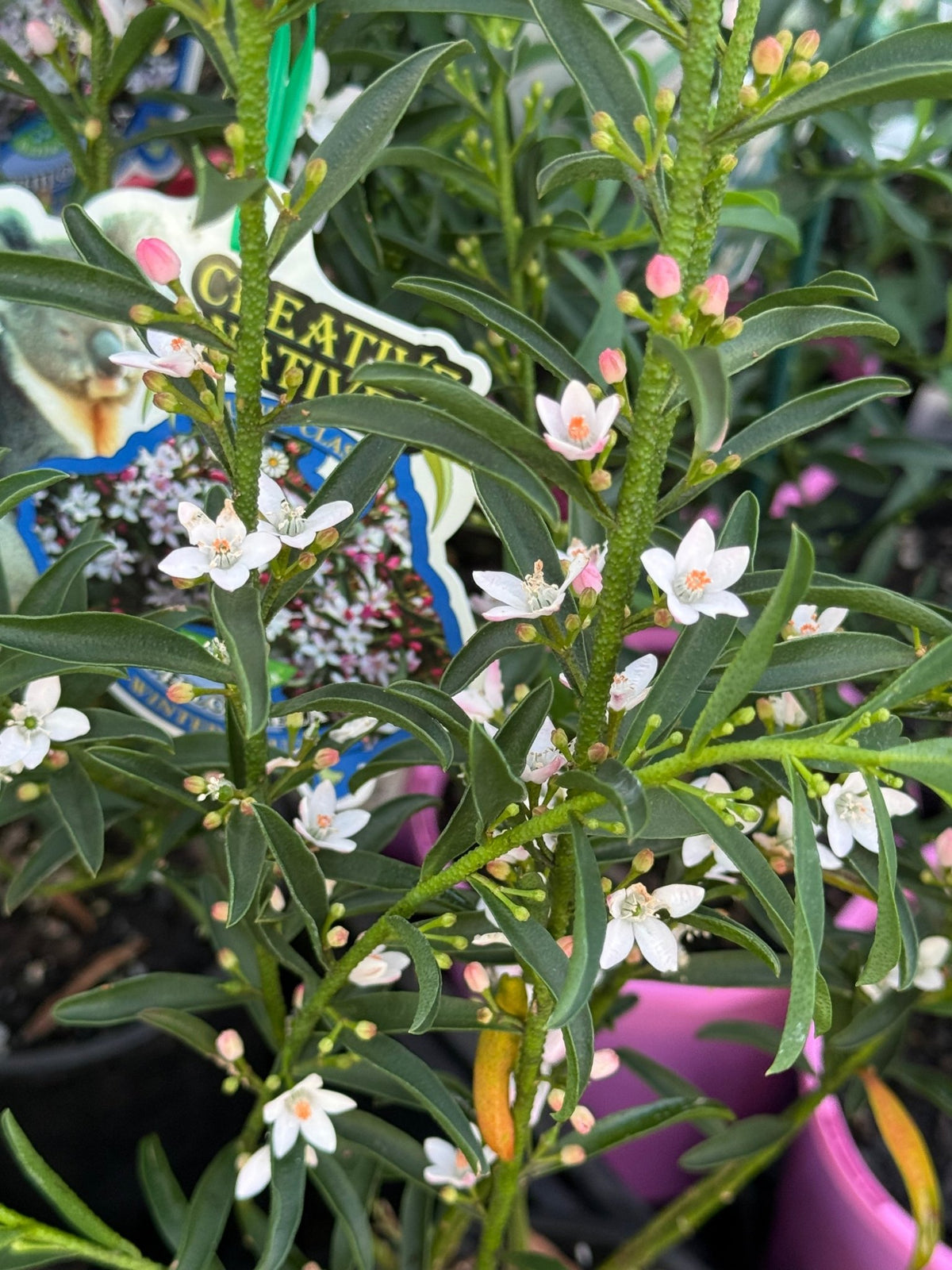 Waxflower 'Winter Rouge' (Philotheca myoporoides) - Ladybird Nursery