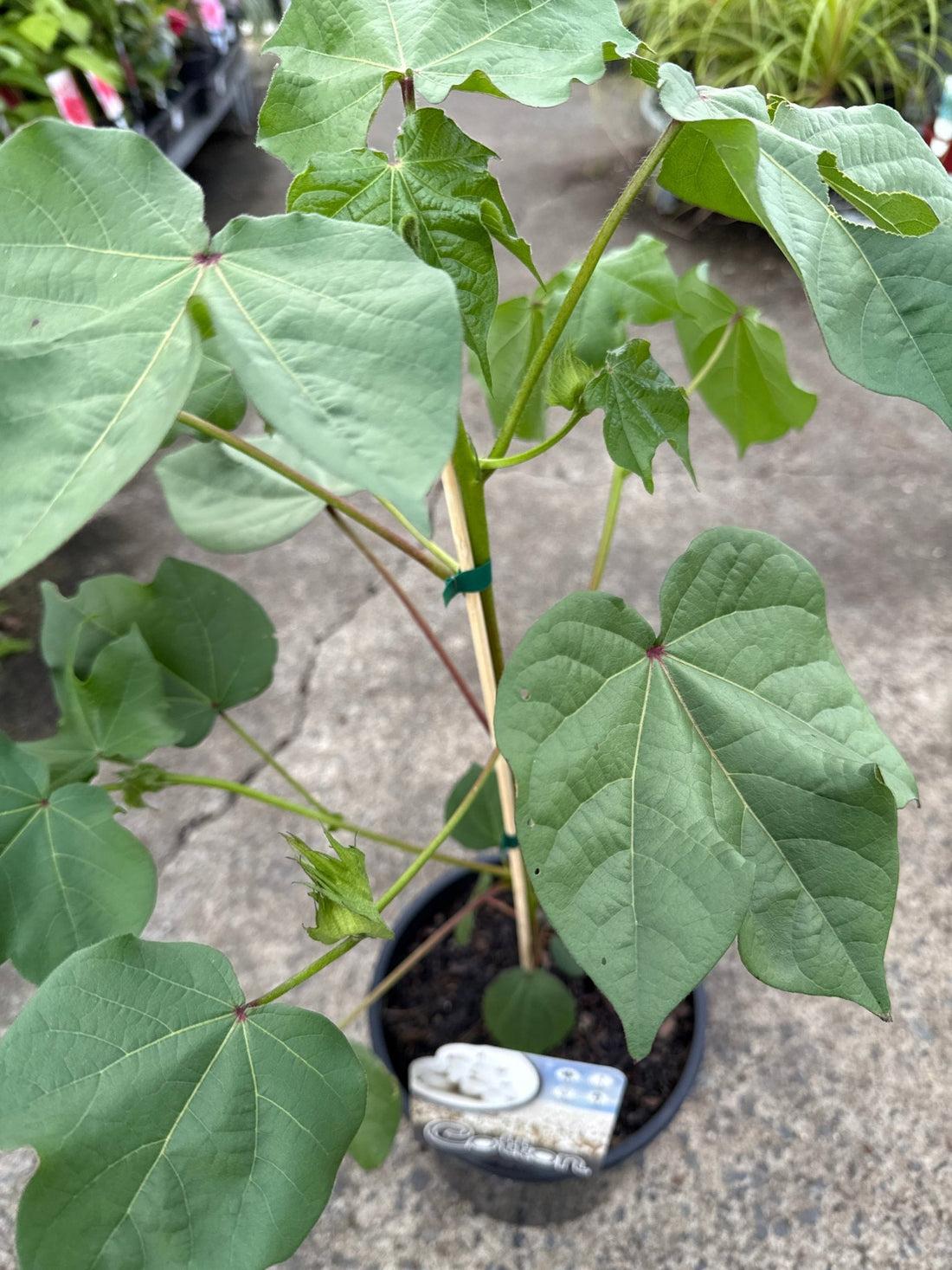 Cotton Plant (Gossypium) - Ladybird Nursery