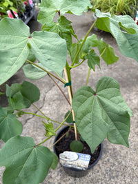 Cotton Plant (Gossypium) - Ladybird Nursery
