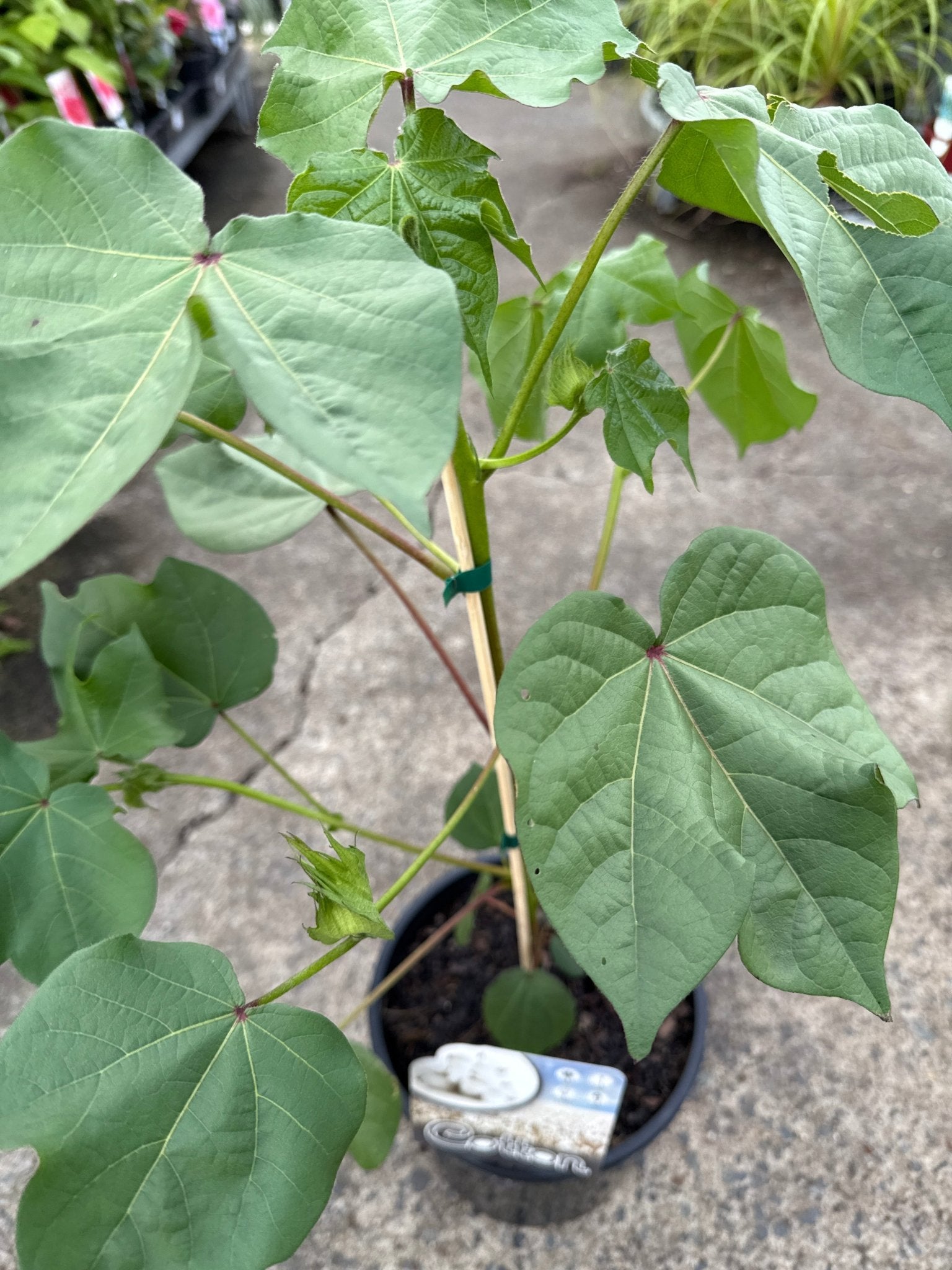 Cotton Plant (Gossypium) - Ladybird Nursery
