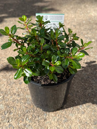 Escallonia 'Pink Pixie' - Ladybird Nursery