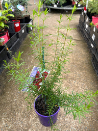 Boronia ‘Purple Jared' - Ladybird Nursery