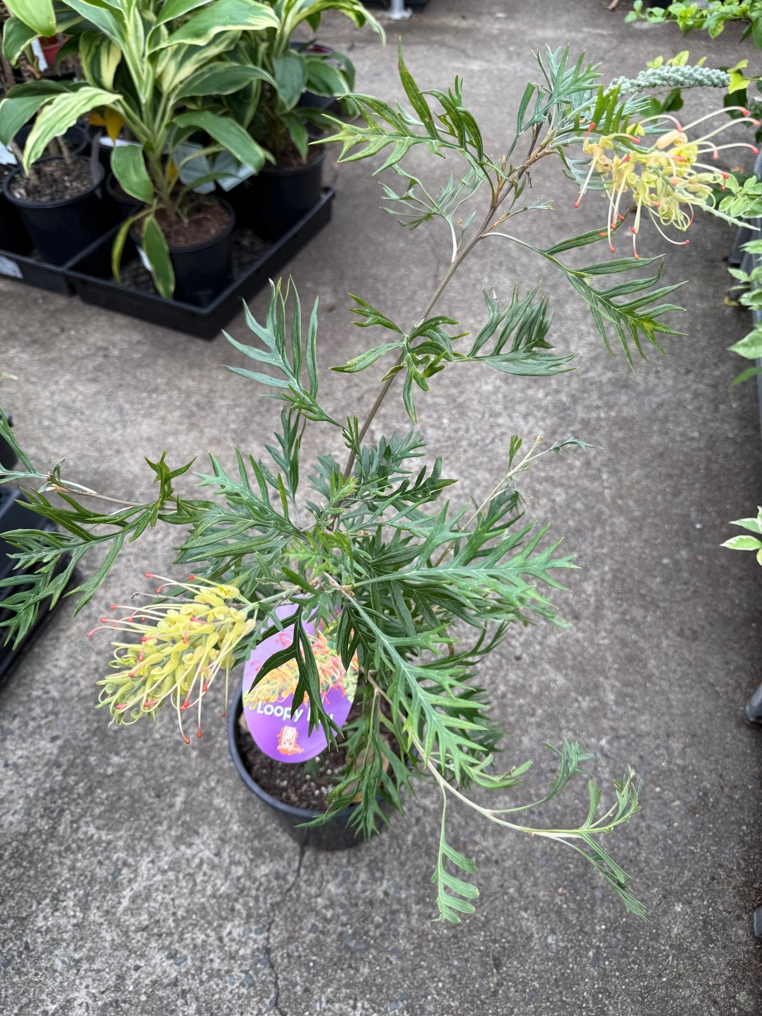 Grevillea Loopy Lou - Medium - Ladybird Nursery