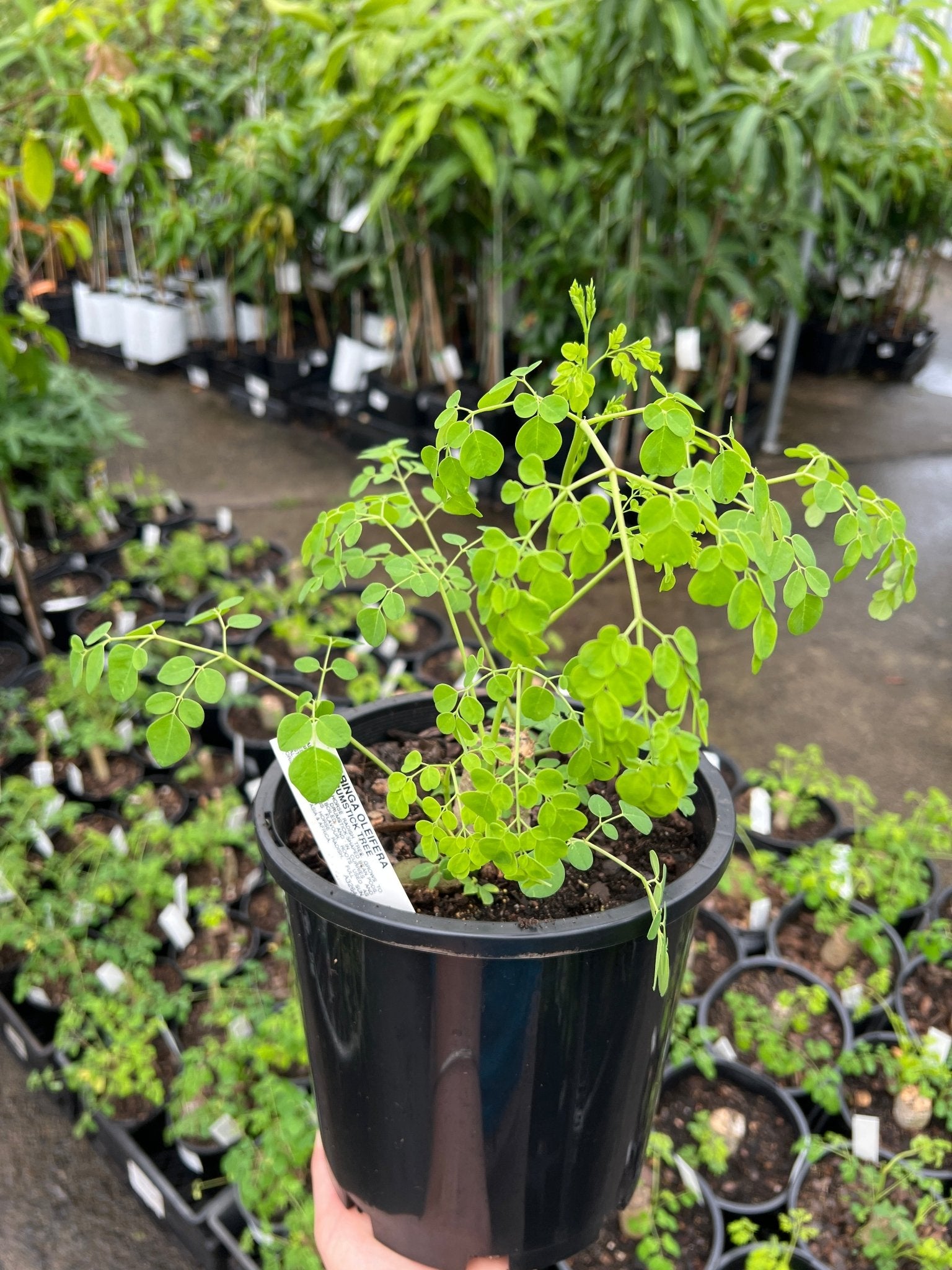 Drumstick Tree (Moringa oleifera) 200mm pot - Ladybird Nursery
