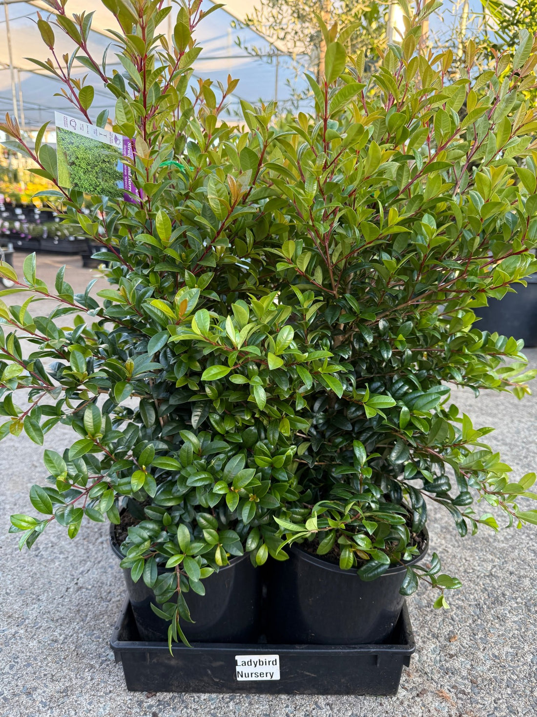 Straight and Narrow (Syzygium australe) - Large - Ladybird Nursery