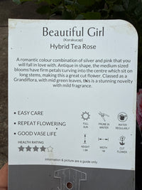 Rose 'Beautiful Girl'