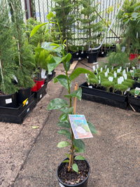 Soursop - Ladybird Nursery