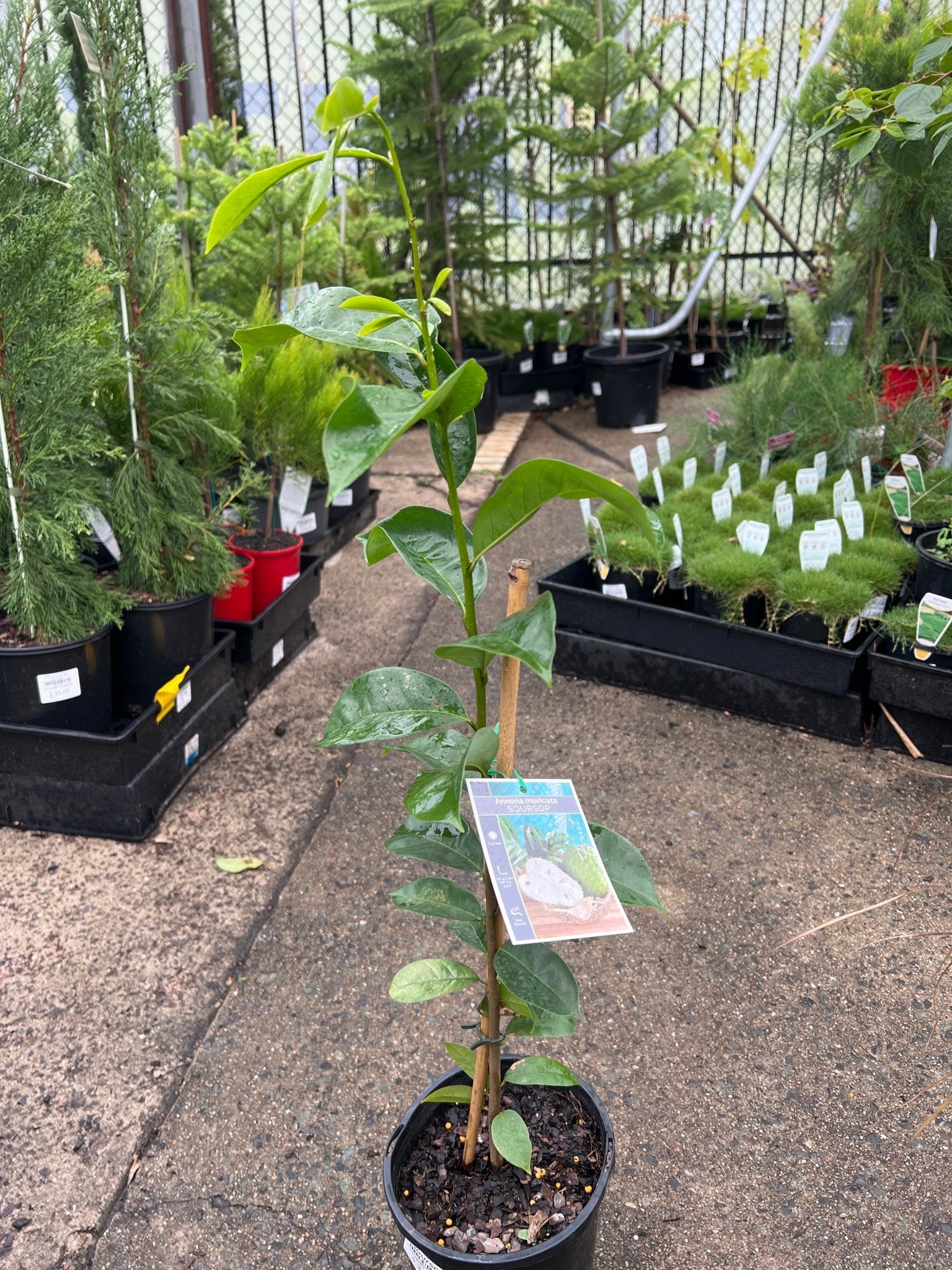 Soursop - Ladybird Nursery