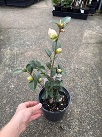 Camellia 'Paradise With Love' (Camellia sasanqua) - Ladybird Nursery