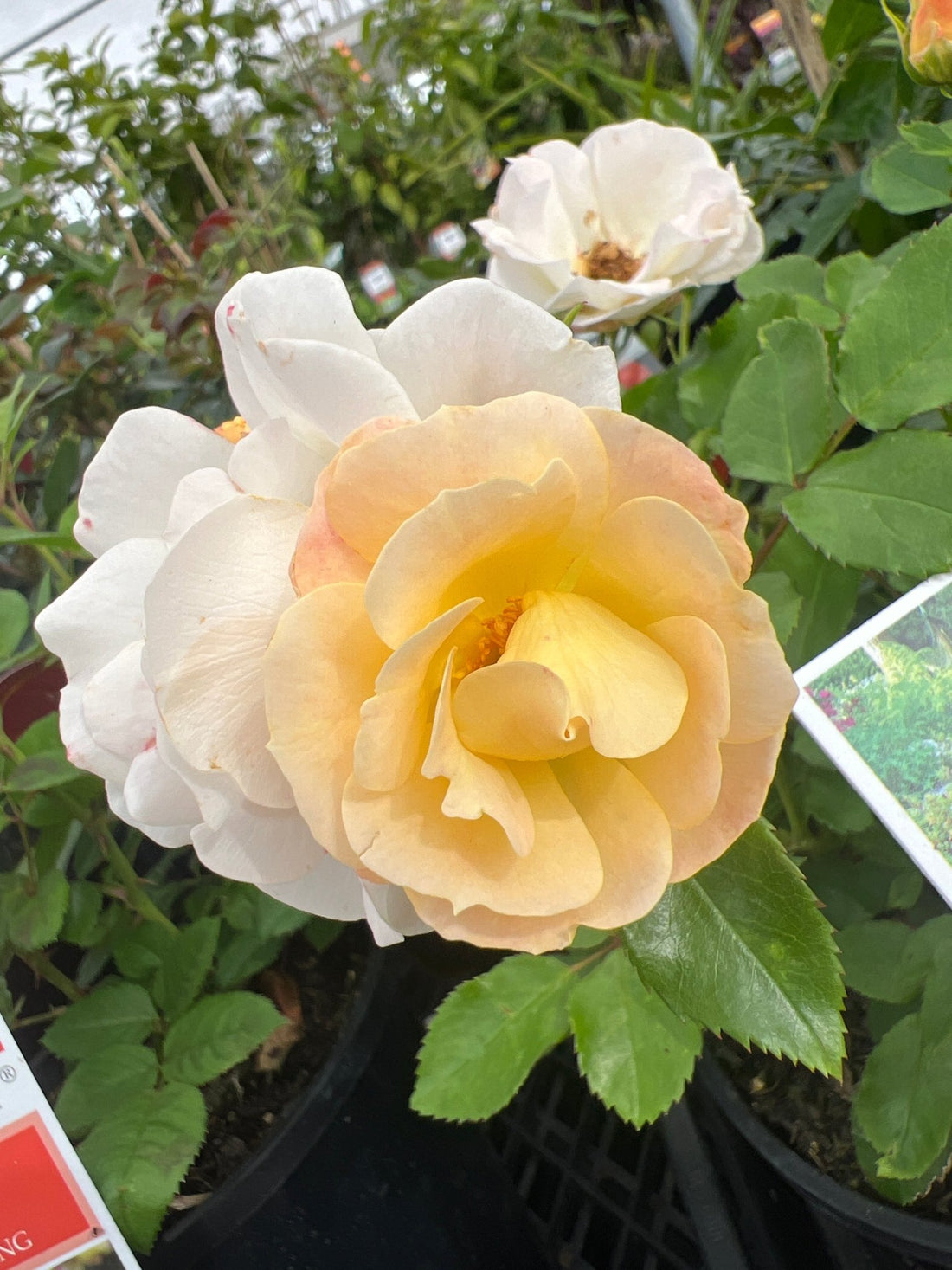 Rose DRIFT® Popcorn (Rosa) - Ladybird Nursery