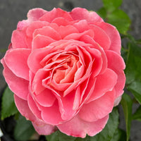 Rose Fragrance King (Rosa) - Ladybird Nursery