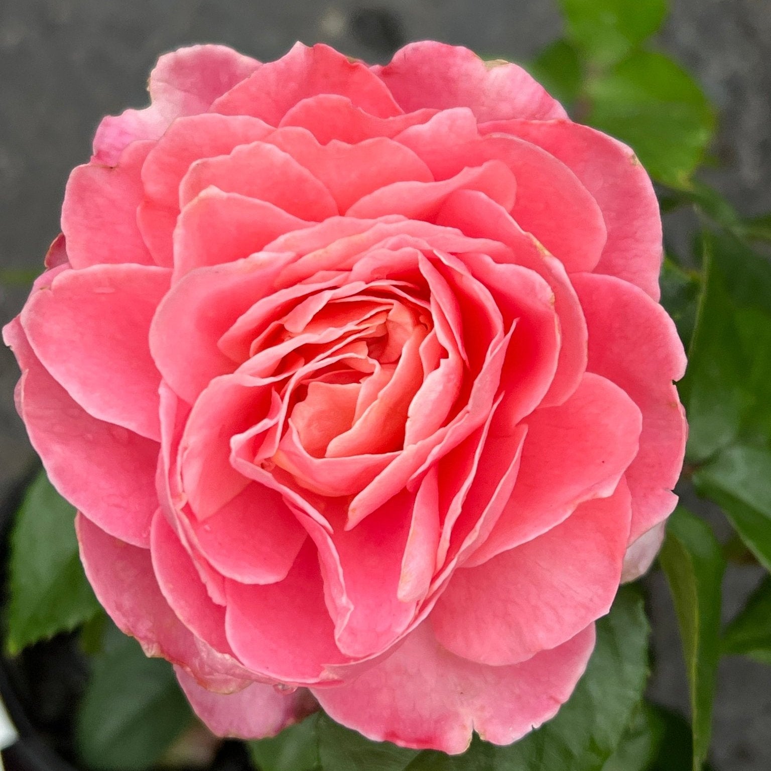 Rose Fragrance King (Rosa) - Ladybird Nursery
