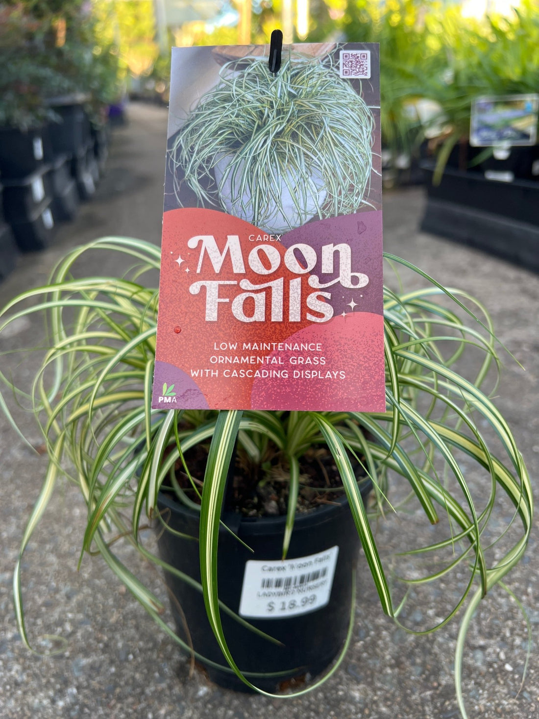 Carex 'Moon Falls' - Ladybird Nursery