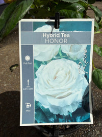 Rose 'Honour' (Rosa) - Ladybird Nursery