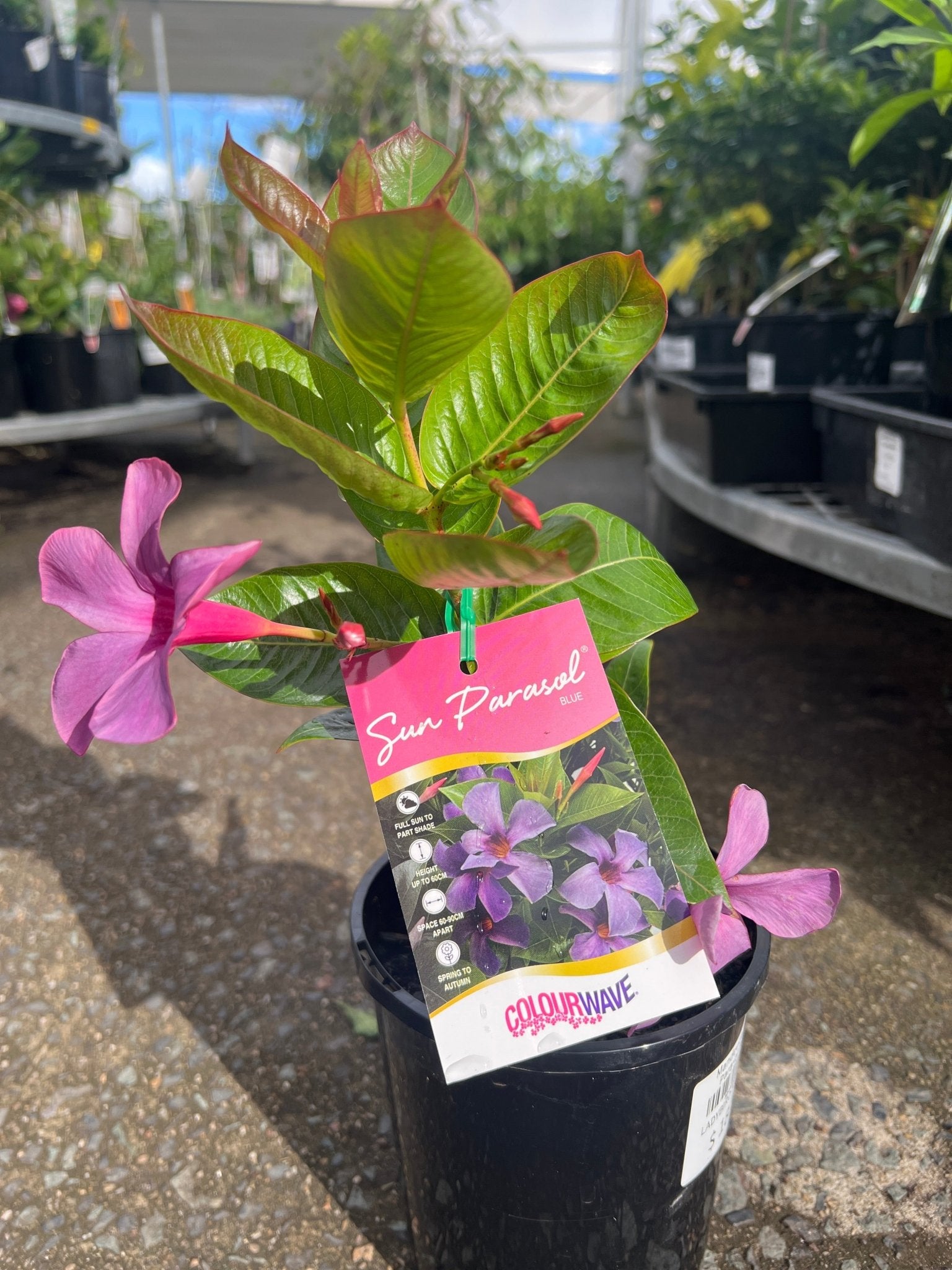 Mandevilla ‘Sun Parasol Blue' - Ladybird Nursery