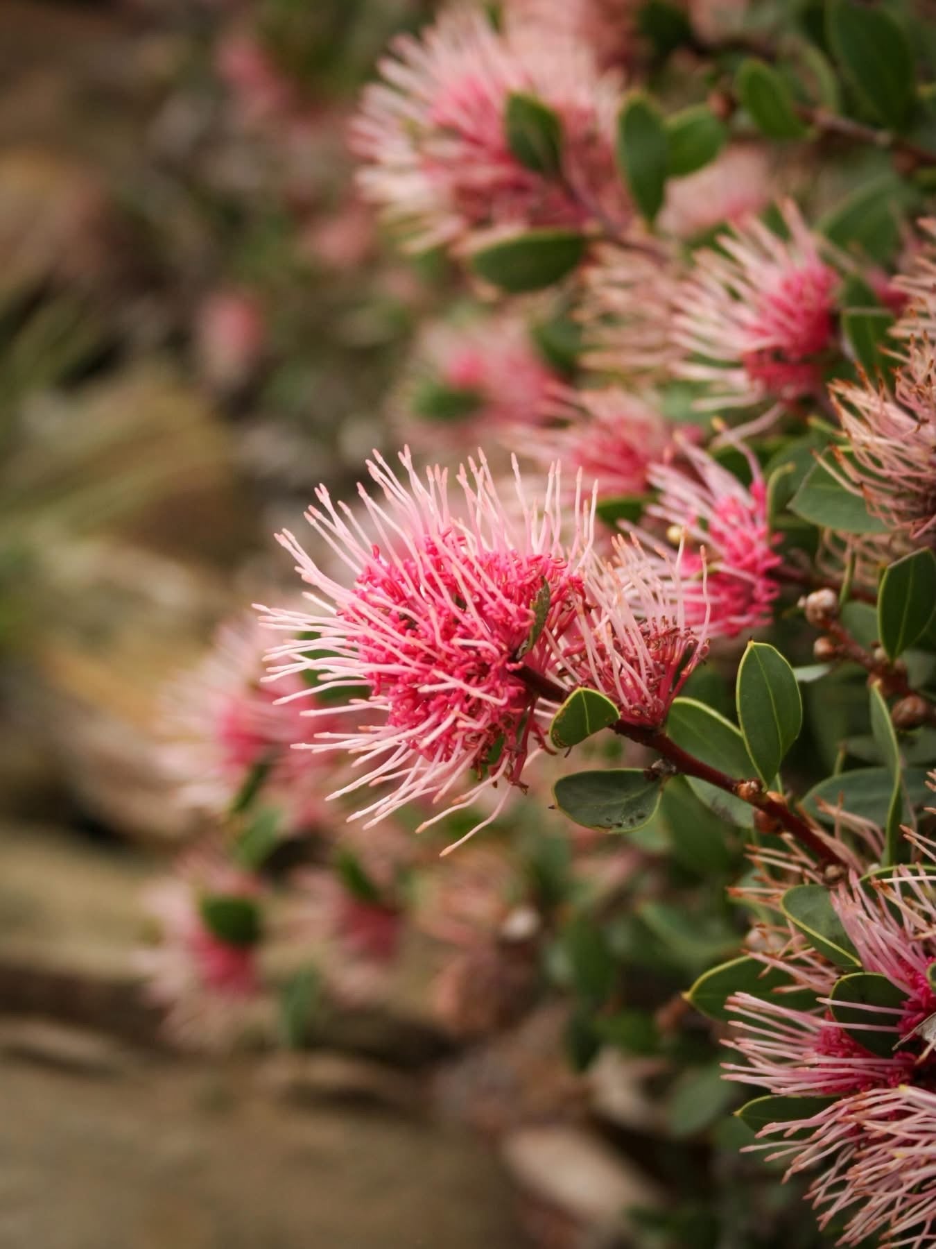 Hakea ‘Burrendong Beauty’ - Ladybird Nursery