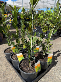 Bay Leaf 'Miles Choice' (Laurus nobilis) - Large - Ladybird Nursery