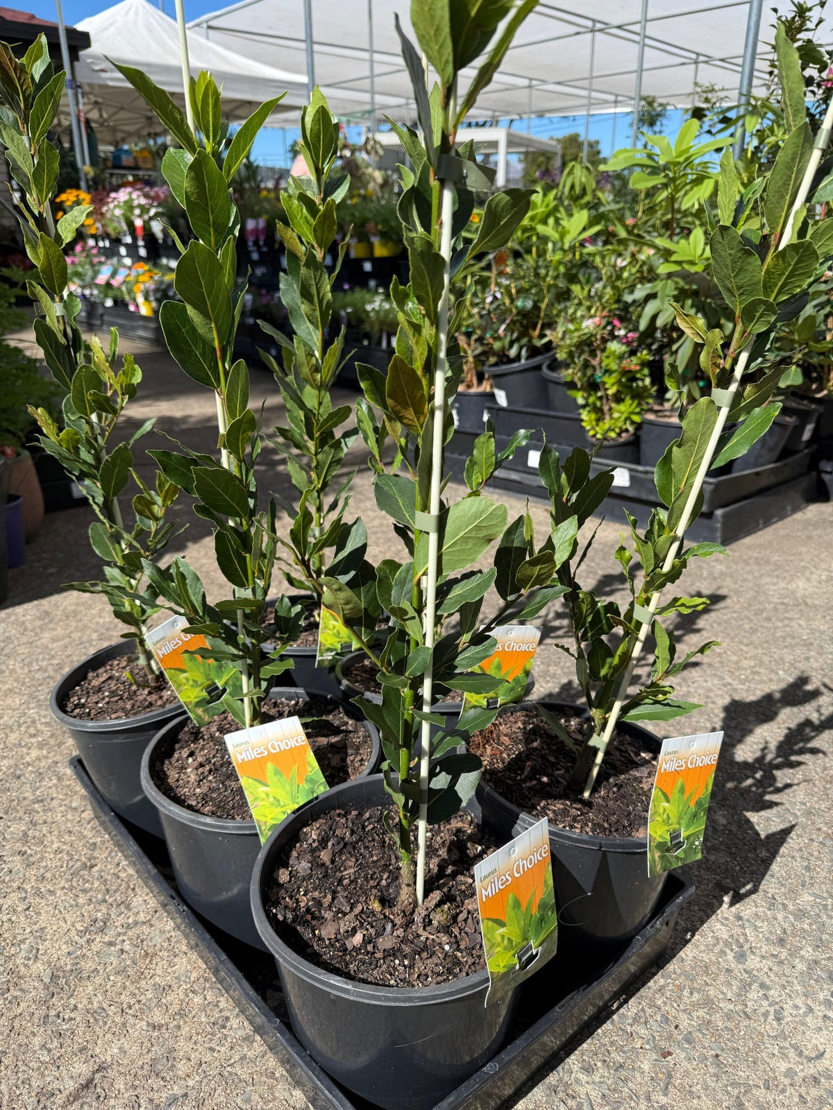 Bay Leaf 'Miles Choice' (Laurus nobilis) - Large - Ladybird Nursery