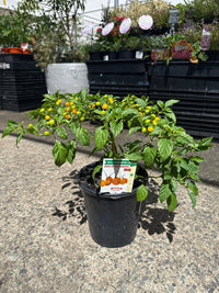 Chilli ‘Aji Charapita’ - Ladybird Nursery
