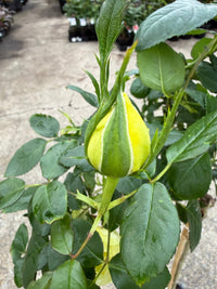 Rose 'Kabuki' - 3ft Standard (PICKUP ONLY) - Ladybird Nursery