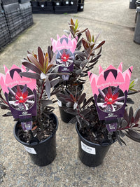 Leucadendron 'Burgundy Sunset' - Ladybird Nursery