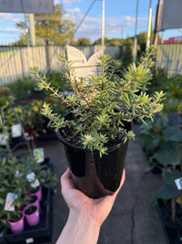 Coastal Rosemary 'MUNDI™' (Westringia fruticosa) - Ladybird Nursery