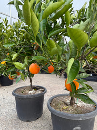 Blood Orange 'Ippolitto' Advanced - 400mm pot (Pickup Only)