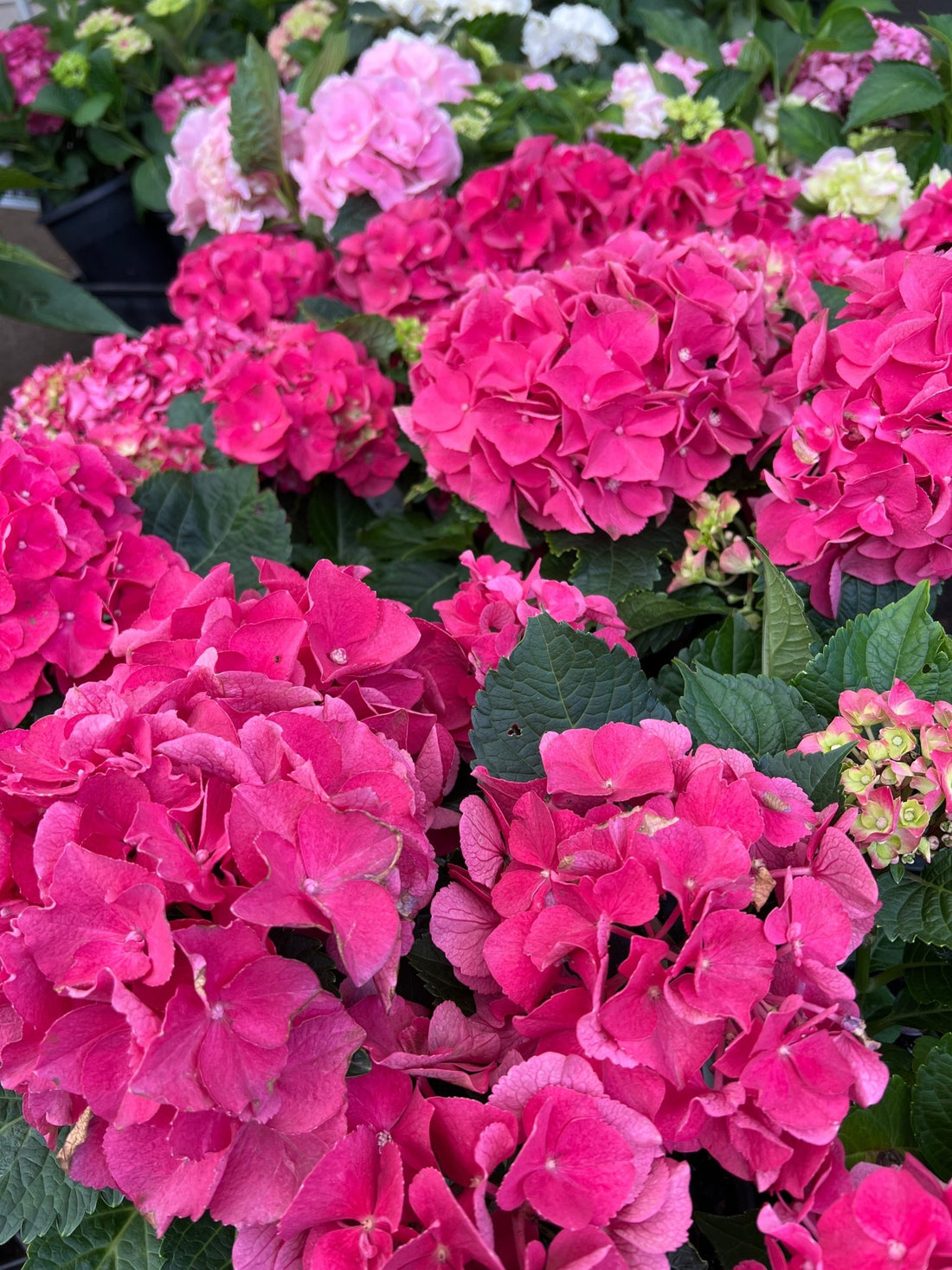 Hydrangea Pink - Ladybird Nursery