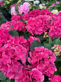 Hydrangea Pink - Ladybird Nursery