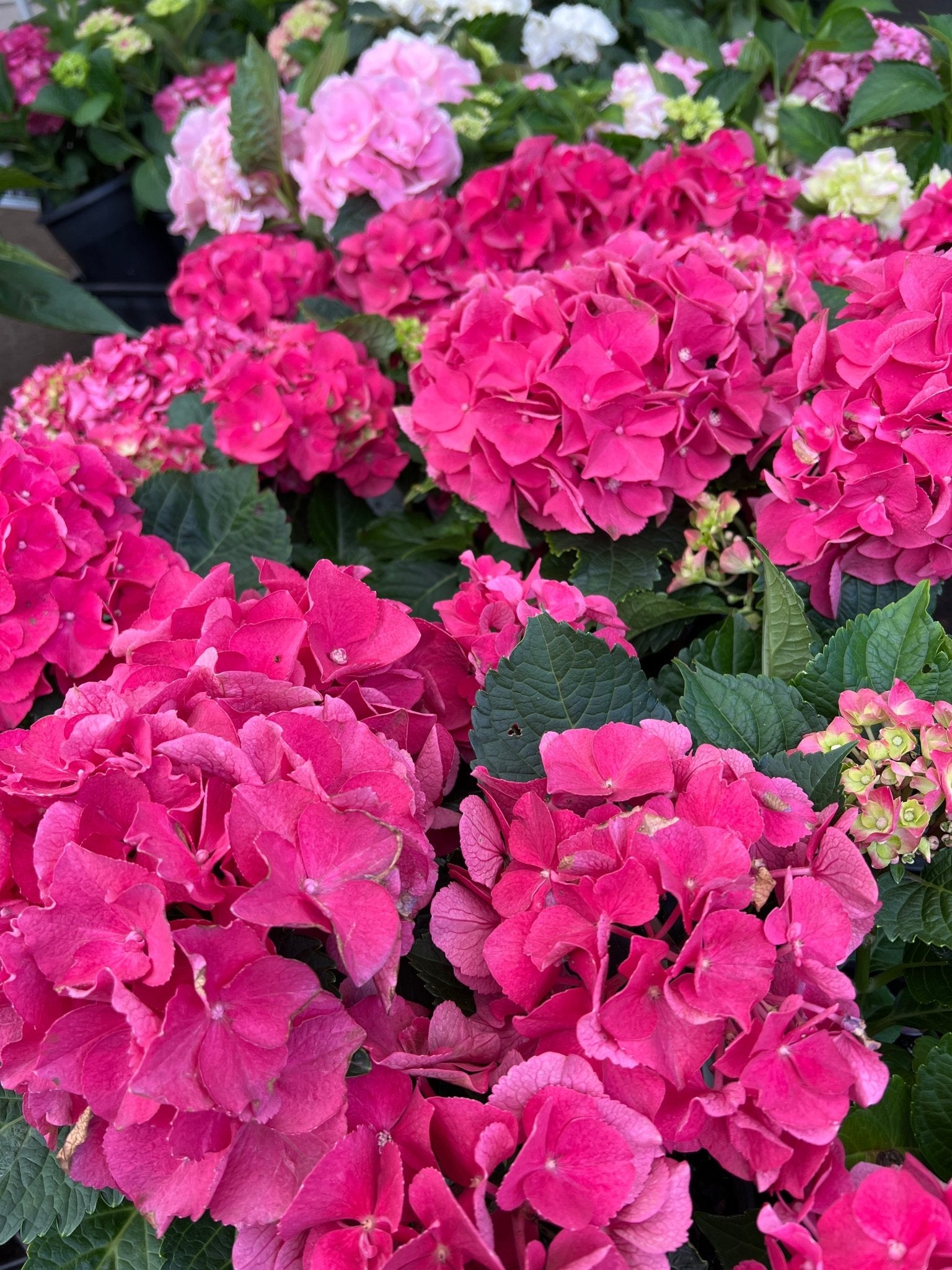 Hydrangea Pink - Ladybird Nursery