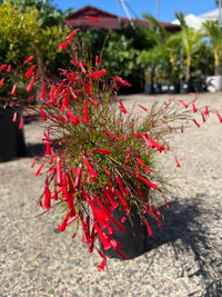 Firecracker Plant Red (Russelia equisetiformis) - Ladybird Nursery