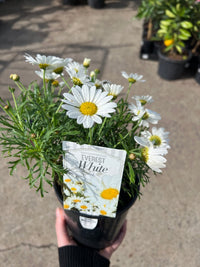 Daisy 'Everest White' - Ladybird Nursery