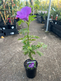 Native Blue Hibiscus 'East Coast Gem' - Ladybird Nursery