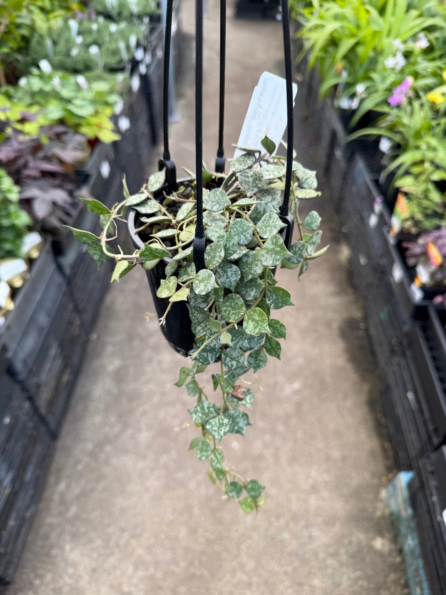 hanging plants thailand Hoya curtisii 'Thailand' – Buy Now! – Ladybird Nursery