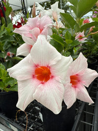 Mandevilla Illusions Pink - Ladybird Nursery