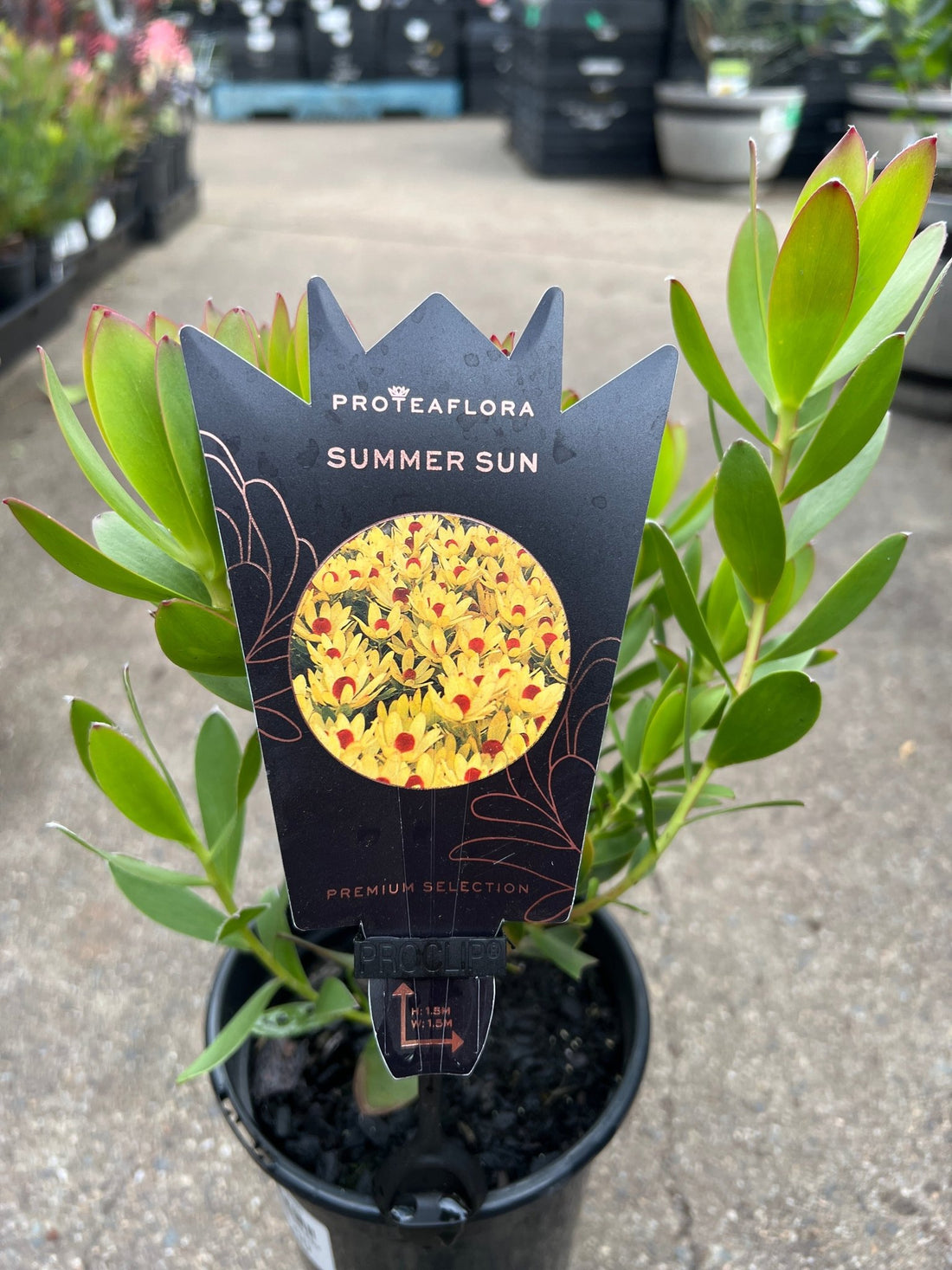 Leucadendron 'Summer Sun' - Ladybird Nursery