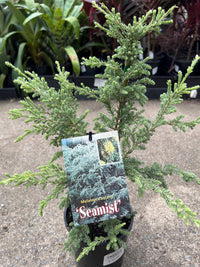 Sea Mist (Melaleuca incana) - Ladybird Nursery