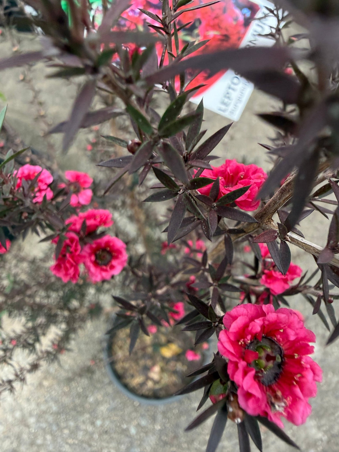 Leptospermum 'Burgundy Queen' (Leptospermum scoparium) - Large - Ladybird Nursery