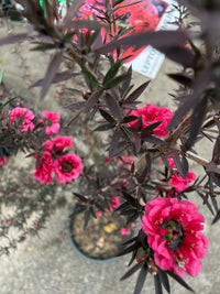 Leptospermum 'Burgundy Queen' (Leptospermum scoparium) - Large - Ladybird Nursery